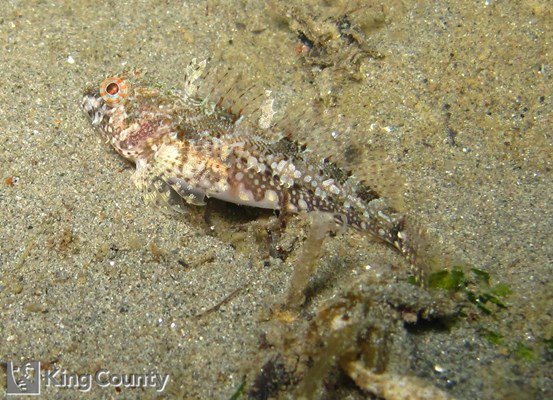 Photo of Artedius harringtoni